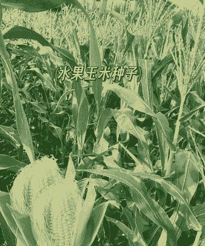 水果玉米种植价值和利润