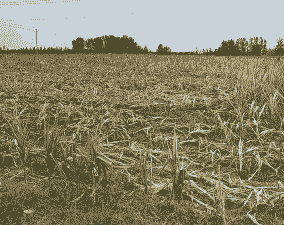 最危险的玉米种植地区