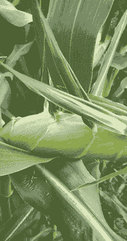 衡水地区玉米种植面积