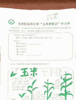 玉米种植全过程指南