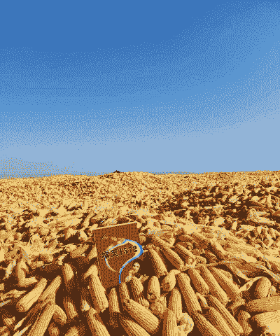 新都玉米种植大户有哪些