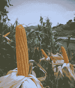 贵州玉米种植品种有哪些