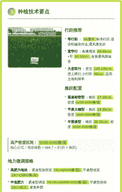 玉米种植行距株距的选择