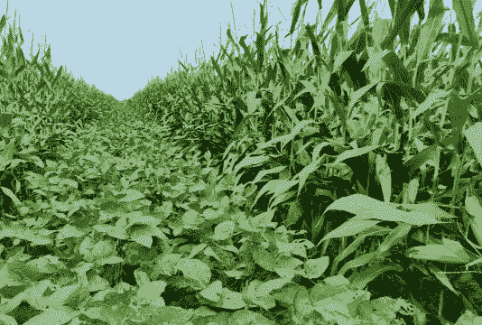 长垣市糯玉米种植地