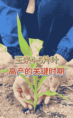 玉米种植要剪叶吗