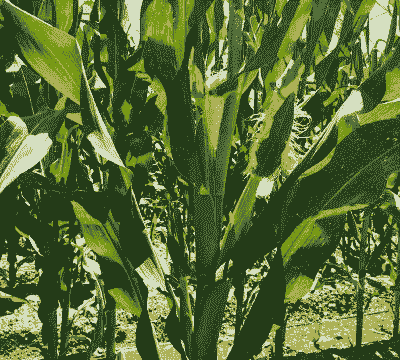 龙口玉米种植规模多少亩