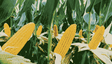 什么玉米种能抗涝种植