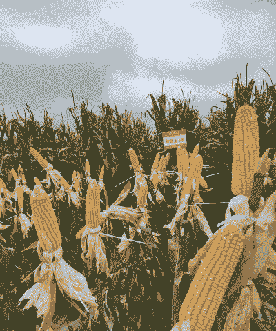 今年种植什么玉米种好