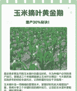 玉米种植需要摘叶吗