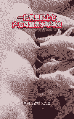 母猪产后可喂豆类吗