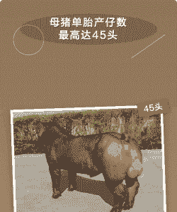 母猪产后多少天才能产仔