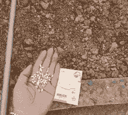 惊蛰后玉米种植什么最好