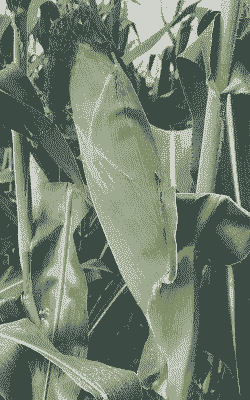 什么玉米种植短穗好