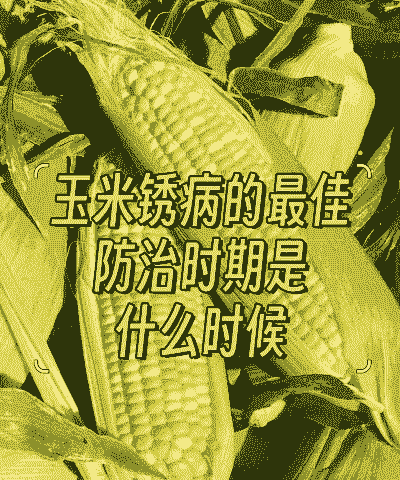 玉米种植疫情防控方案