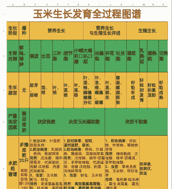 华南玉米种植周期是多少