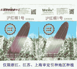 上海怎样种植玉米种子