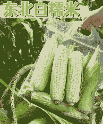 东北白糯玉米种植地