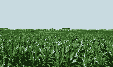 吉林玉米种植地方有哪些