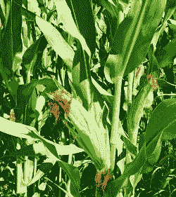 适合单县种植的玉米种