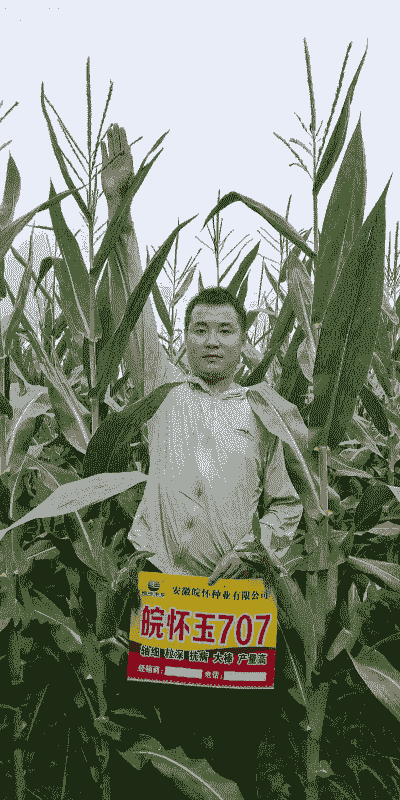 适用安徽种植的玉米种