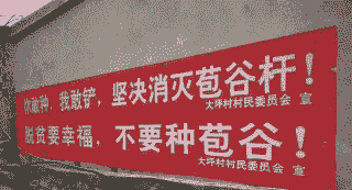 退种玉米种植的标语