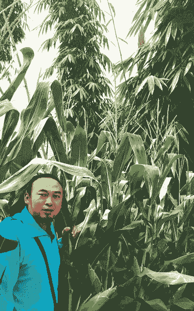 临沧最适应的玉米种植