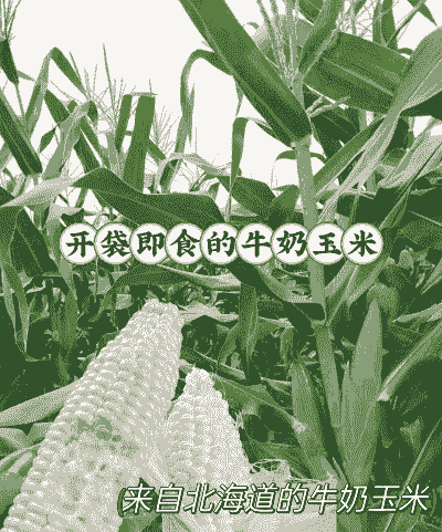 北海玉米种植品种有哪些