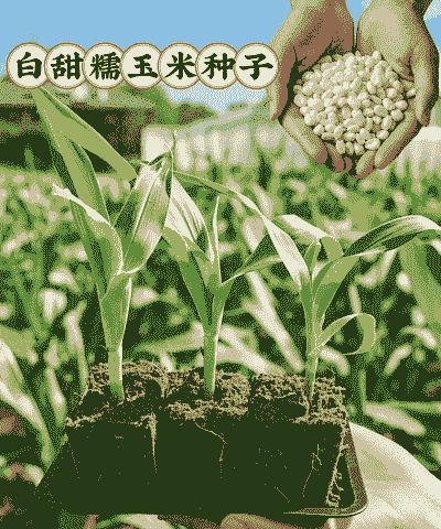 小白糯香玉米种植方法