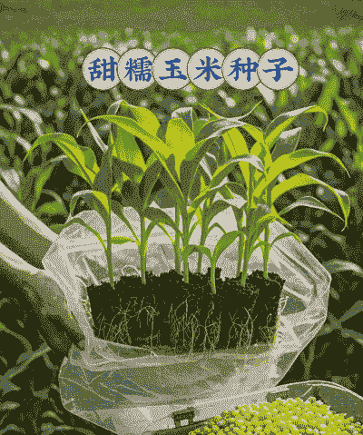 糯米玉米种子怎么种植