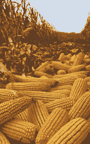 全国各地玉米种植季节