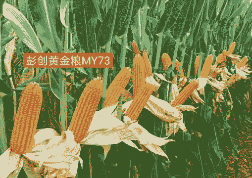 适应菏泽种植的玉米种