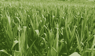 重庆地区种植的玉米种