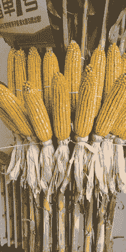 长春哪个玉米种最好种植