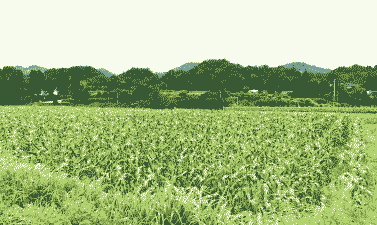 湄潭县玉米种植面积