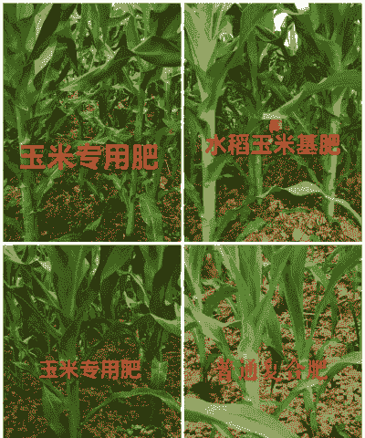 容城县玉米种植面积