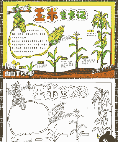 玉米种植综述怎么写的