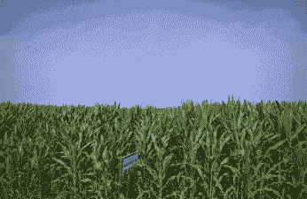 鄂尔多斯玉米种植面积