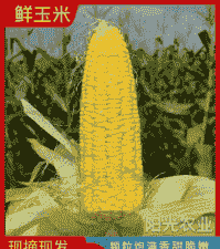 广西横县甜玉米种植时间