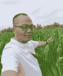 新都玉米种植大户是谁呀