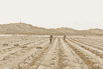 薄膜玉米种植全过程