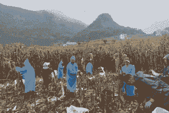 水城玉米种植最多的村庄