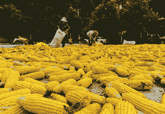 重庆玉米种植几季收获了