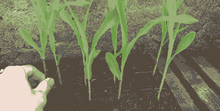 黑玉米种种植多久收获