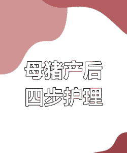 专业调剂到母猪产后护理