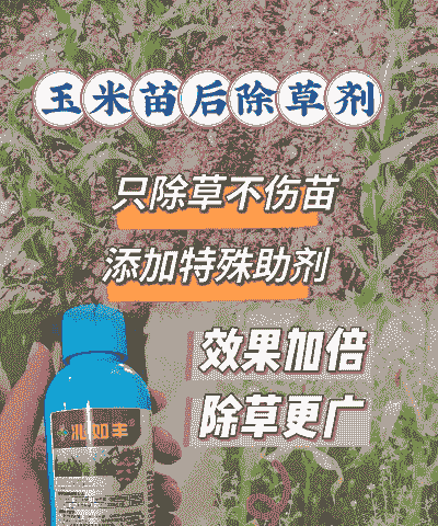 玉米种植施什么药好些