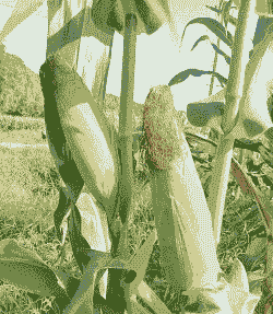 华北玉米种植效益如何样