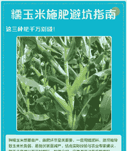 糯玉米种植需要多少肥料