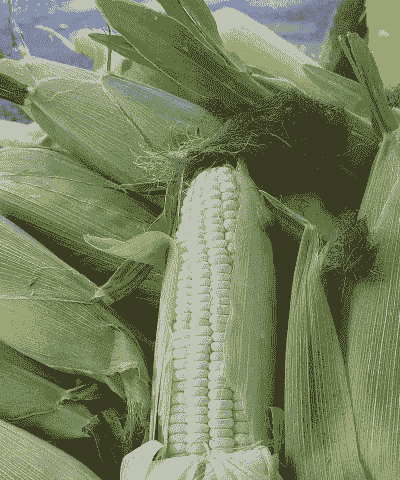 广西最适种植的玉米种