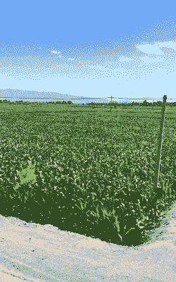 甘肃玉米种植基地在哪里