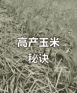 颍东玉米种植面积多大